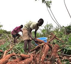 Harvesting cassava